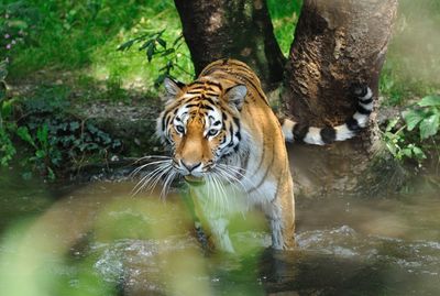 Tiger in water