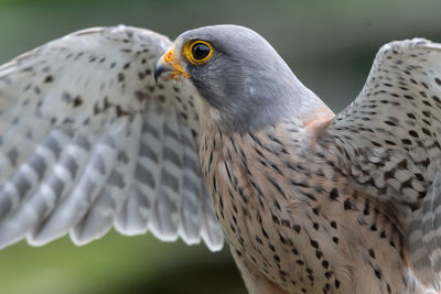 Close up portrait of a common kestrel with open wings