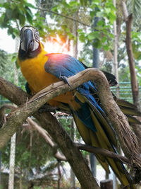 Low angle view of a bird perching on branch