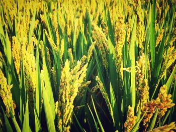 Close-up of fresh green plants in field