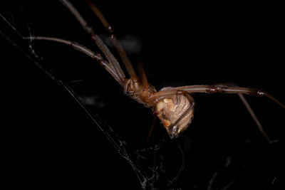 Close-up of spider on web against black background