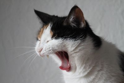 Close-up of cat yawning