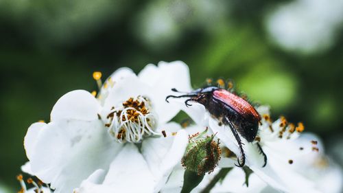 Close-up of bee on flower
