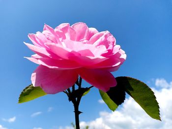 Close-up of pink flowering plant against sky