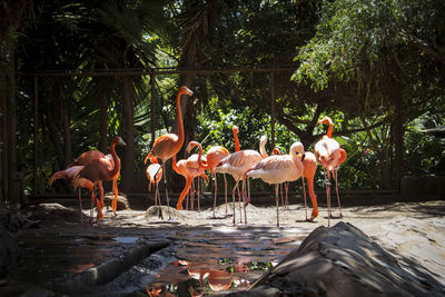 View of birds in the forest