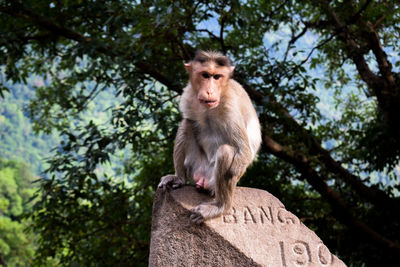 Low angle view of monkey on tree against sky