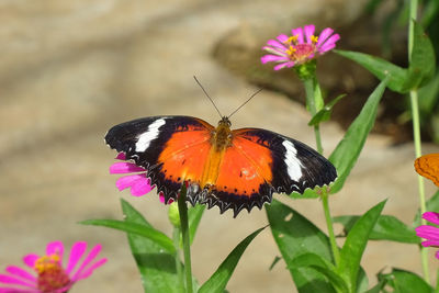 Close-up of butterfly pollinating on pink flower