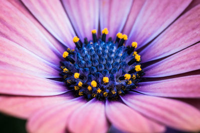Close-up of purple daisy flower blooming 