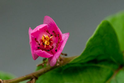 Close-up of pink rose flower