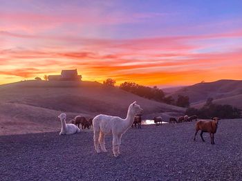 View of horses on field against sky during sunset