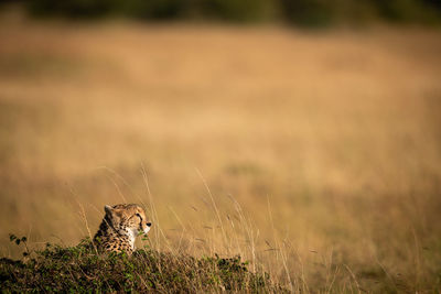 Cheetah on land