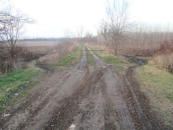 Dirt road along bare trees against clear sky