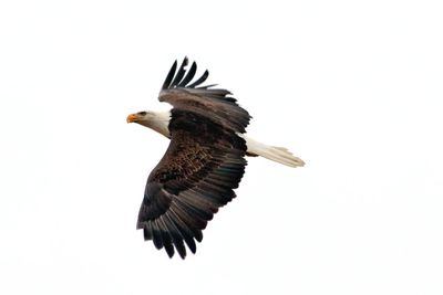 Low angle view of eagle flying against clear sky