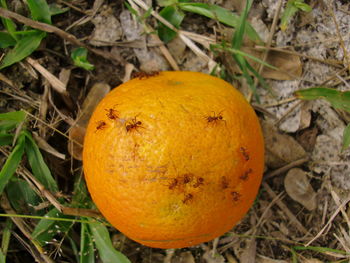 Close-up of plant growing in field