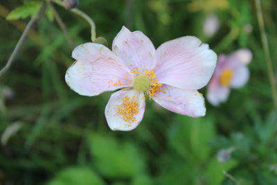 Close-up of purple flowering plant