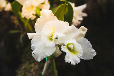 Close-up of white flowering plant