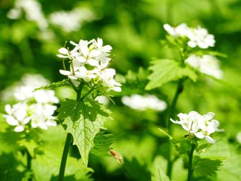 Close-up of white flowers blooming outdoors