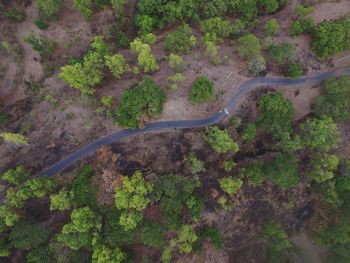 High angle view of road amidst trees in forest