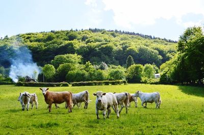 Cows grazing on grassy field