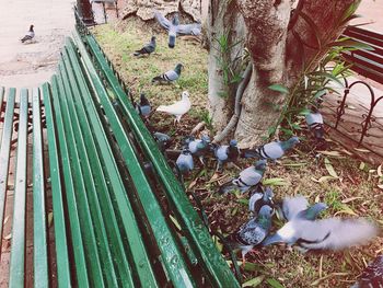 High angle view of cactus plants