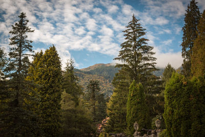 Pine trees in forest against sky