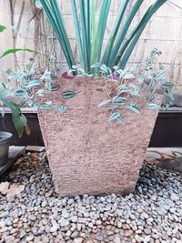 High angle view of potted plant on stone