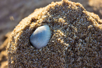 Close-up of shell on beach