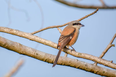 Low angle view of bird perching on tree