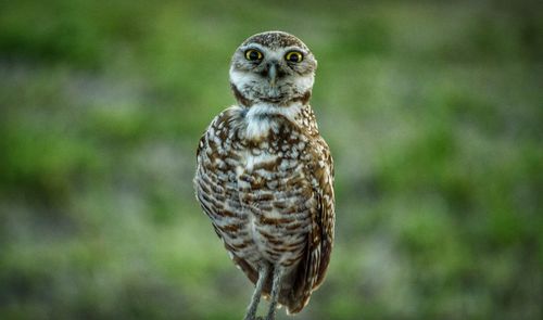 Close-up portrait of owl