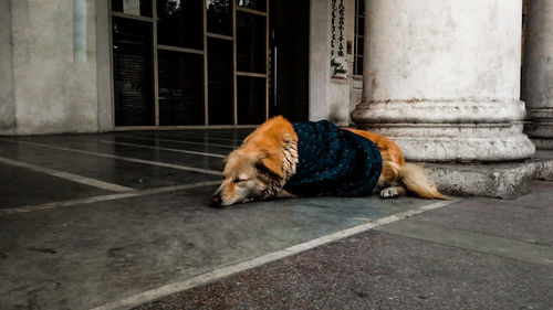 Dog resting on sidewalk