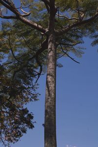 Low angle view of tree against sky