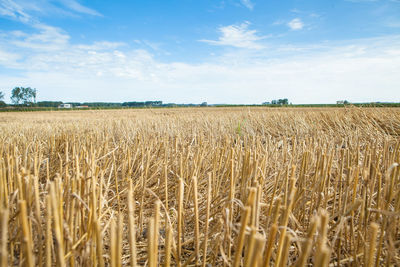 Wheat field against sky