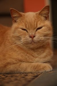 Close-up of a cat sleeping