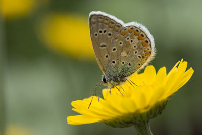 Close-up of butterfly pollinating on yellow flower