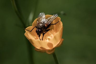 Close-up of bee pollinating on flower