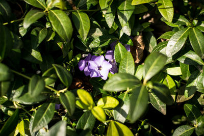 High angle view of purple flowering plants