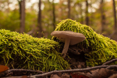 Close-up of mushroom growing on tree trunk