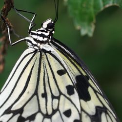 Close-up of butterfly on leaf