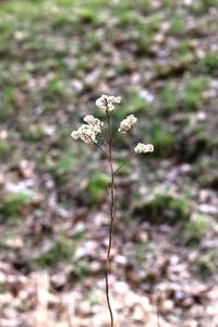 Close-up of white flowers blooming in field