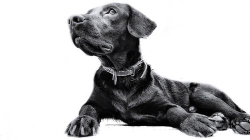 Close-up of dog sitting against white background