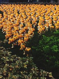 Flowers growing on tree