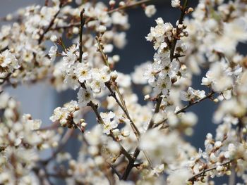 Close-up of cherry blossom