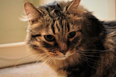 Close-up of cat