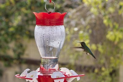 Close-up of bird flying over glass