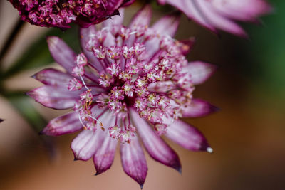 Close-up of pink cherry blossom