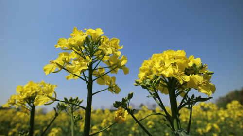Close-up of yellow flowers blooming in field against clear sky