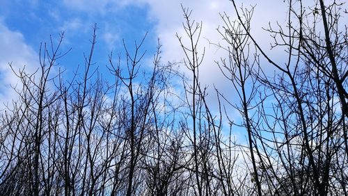 Low angle view of bare trees against blue sky