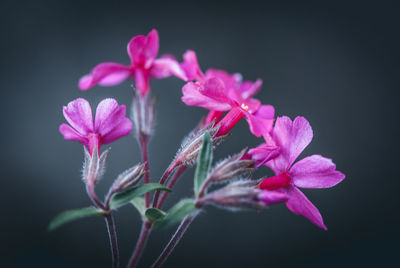 Close-up of pink flowering plant against white background