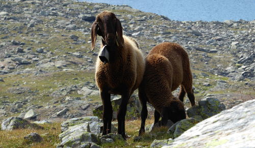 View of sheep on rock