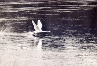 Duck swimming in lake